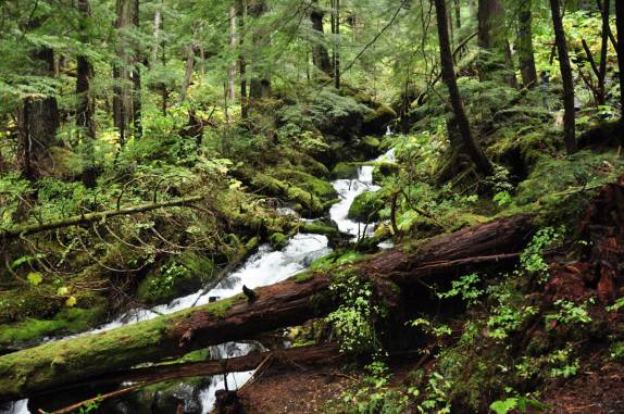 A verdejante rain forest de Sitka, no sudeste do Alaska